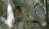 Hill Blue Flycatcher, Cyornis banyumas. Bergflugsnappare