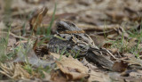 Indian Nightjar, Caprimulgus asiaticus. Indisk nattskrra