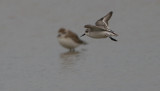 Spoon-billed Sandpiper, Eurynorhynchus pygmeus. Skedsnäppa