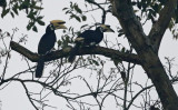 Oriental Pied Hornbill, Anthracoceros albirostris. Orientnäshornsfågel