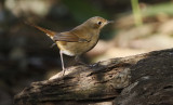 White-bellied Redstart, Luscinia phoenicuroides. Vitbukig näktergal