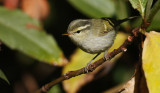 Davison's Leaf Warbler, Phylloscopus davisoni. Vitstjärtad kronsångare