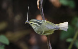 Davison's Leaf Warbler, Phylloscopus davisoni. Vitstjärtad kronsångare