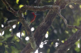 _W7A9467red.jpg