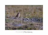 08 2017 IMG_9995 BEUIL Marmottes.jpg