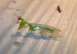 Zeugomantispa minuta; Green Mantisfly