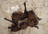 Big Brown Bats