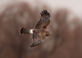 Northern Harrier; female