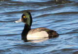 Ring-necked X Scaup species hybrid; male