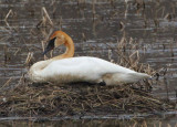 Trumpeter Swan