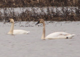 Tundra and Trumpeter Swans