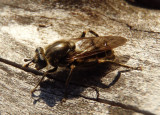 Brachypalpus oarus; Syrphid Fly species