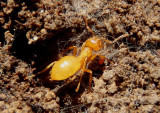 Lasius interjectus; Cornfield Ant species 
