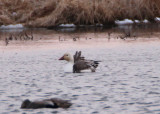 Snow Goose; intermediate morph