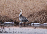 Snow Goose; intermediate morph