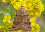 8738 - Caenurgina crassiuscula; Clover Looper Moth