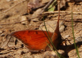 Anaea andria; Goatweed Leafwing; male