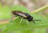 Fenusella nana; Early Birch Leaf Edgeminer; exotic
