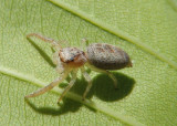 Hentzia mitrata; Jumping Spider species; female