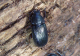 Platycerus virescens; Oak Stag Beetle; female