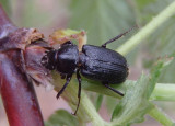Platycerus virescens; Oak Stag Beetle; male