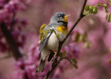 Northern Parula; male