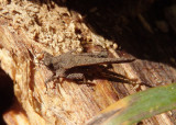 Tetrix arenosa; Obscure Pygmy Grasshopper
