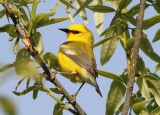 Blue-winged Warbler