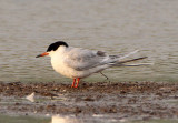 Forsters Tern; breeding