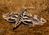 7796 - Lintneria eremitus; Hermit Sphinx