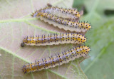 Blennocampinae Sawfly species larva