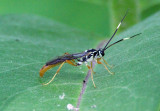 Cratichneumon w-album; Ichneumon Wasp species; male
