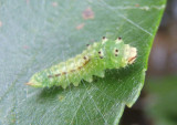 6251 - Drepana arcuata; Arched Hooktip caterpillar