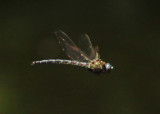 Nasiaeschna pentacantha; Cyrano Darner