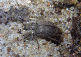 Nicagus obscurus; Stag Beetle species