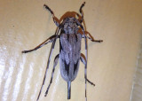 Acanthocinus nodosus; Lesser Pine Borer; female