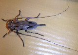 Acanthocinus nodosus; Lesser Pine Borer; female