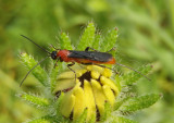 Agathidinae Braconid Wasp species