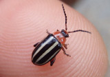 Disonycha glabrata; Pigweed Flea Beetle