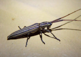 Hippopsis lemniscata; Flat-faced Longhorn Beetle species