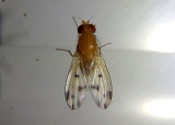 Homoneura Lauxaniid Fly species