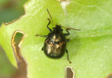 Brachypnoea Leaf Beetle species
