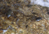 Psephenus herricki; Water Penny Beetle species