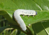 Pseudosiobla Common Sawfly species larva