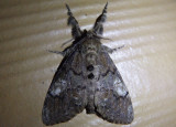 8296 - Dasychira basiflava; Yellow-based Tussock Moth