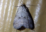 9037 - Hyperstrotia pervertens; Dotted Graylet Moth