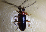 Dendroides canadensis; Fire-colored Beetle species; male
