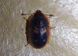 Prometopia sexmaculata; Sap-feeding Beetle species