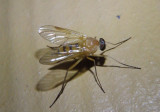 Rhagio hirtus; Snipe Fly species; female