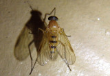 Rhagio hirtus; Snipe Fly species; female